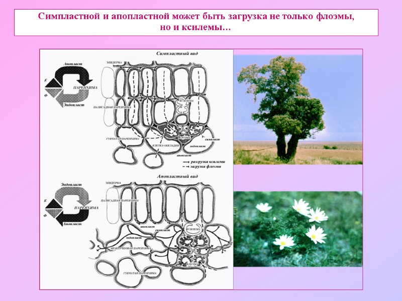 Симпластной и апопластной может быть загрузка не только флоэмы,  но и ксилемы…